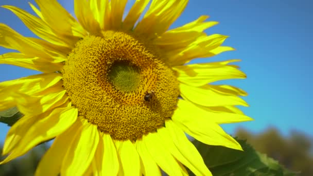 Velký slunečnice zblízka s velkým čmelákem opylení. Krásný makropohled na slunečnici v plném květu s včelami sbírajícími pyl. Včely dělnice a slunečnicové rostliny. — Stock video