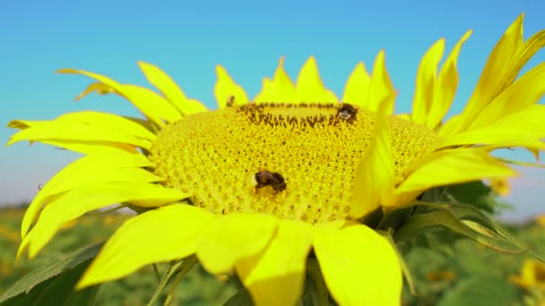 Abeja recolectando polen de girasol en el campo. Campo de girasoles. Girasol balanceándose en el viento . — Vídeos de Stock