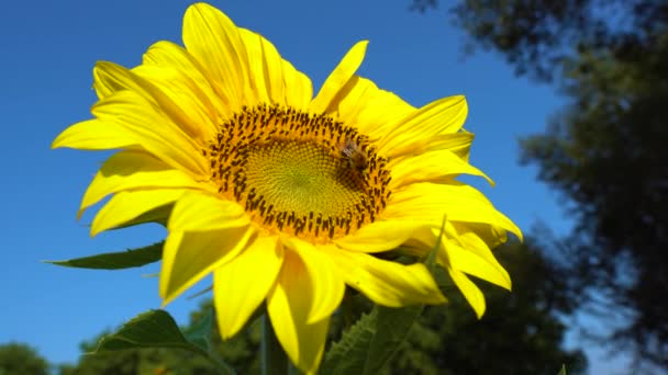 Hummeln fliegen auf eine Sonnenblume. Großaufnahme von Honigbienen, die gelbe Sonnenblumen auf dem Feld bestäuben. Schön blühende Sonnenblumenblüten im Biolandbau — Stockvideo