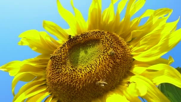 Zonnebloem werkende bij blauwe lucht helder zonnig weer close-up 4k natuurlijke energie biologische landbouw schone boerderij buiten honing pollen bijen — Stockvideo