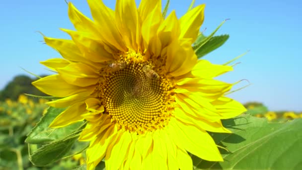 Bunga matahari bekerja lebah biru langit cerah cuaca menutup 4k energi alam pertanian organik pertanian bersih pertanian di luar madu serbuk sari lebah — Stok Video