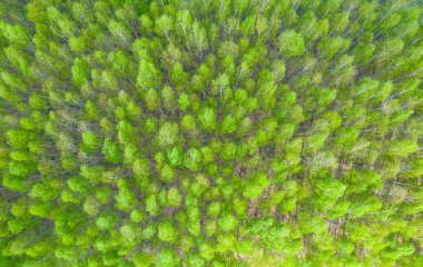 Ormandan geçen hava manzaralı yol, yeşil ormandan geçen yol, yukarıdan orman manzarasının dokusu, ekosistem ve sağlıklı çevre kavramları ve arka plan.