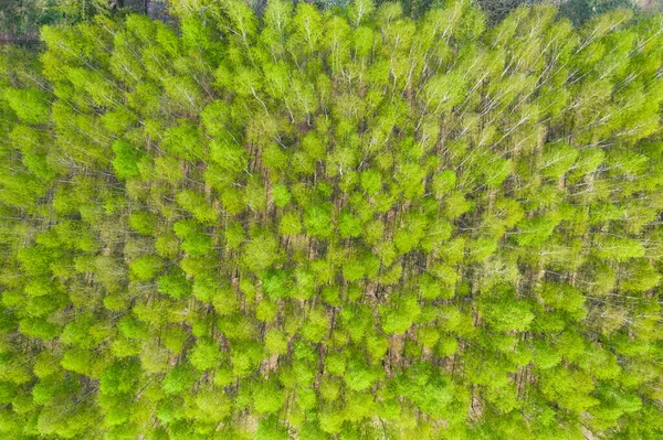 Luchtfoto Bosboom Regenwoud Ecosysteem Gezond Milieu Concept Achtergrond Textuur Van — Stockfoto