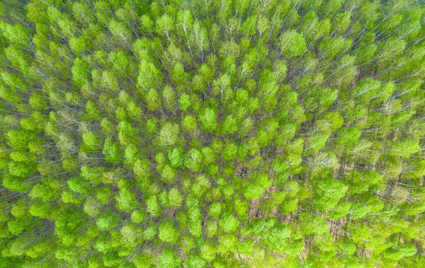 Aerial view road going through forest, Road through the green forest, Texture of forest view from above, Ecosystem and healthy environment concepts and background.