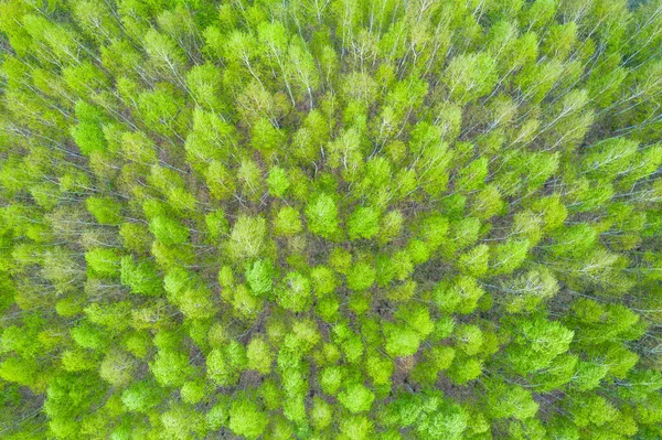 Luchtzichtweg Door Bos Weg Door Groen Bos Bostextuur Van Bovenaf — Stockfoto