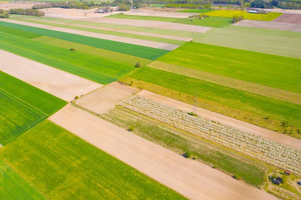 Farklı Ekinlerden Oluşan Dikey Tarımsal Şeritler Hava Görüntüsü Doğrudan Alanın — Stok fotoğraf