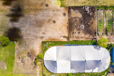 Bir grup safkan at ahırın yanındaki otlakta yürüyor. Uzun bir akşam gölgesi. Çiftlikte ya da çiftlikte güzel hayvanlar. İHA 'dan hava üstü görüntüsü