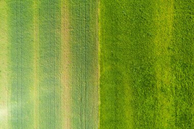 Yeşil çimenli ve yol boyunca birkaç ağaç olan bir arazide hava manzarası. Tarım çiftliği ekili arazi.
