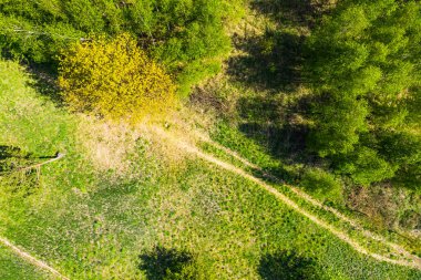Yazın başında toprak bir yol ile her zaman yemyeşil bir ormanın tepeden aşağı manzarası. Ağaçların dış kısımlarında yeni büyüme görülebilir.