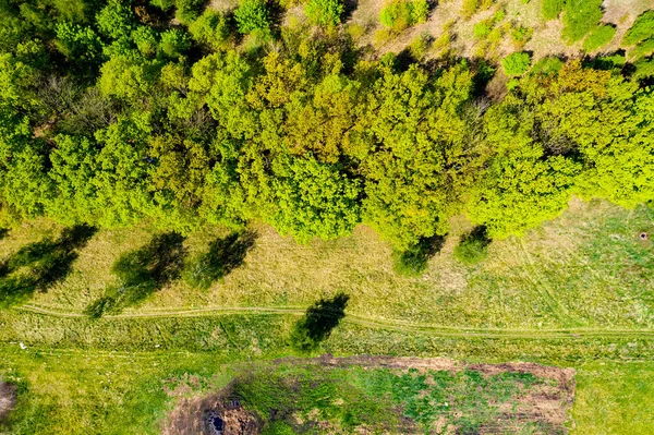 夏日温暖的太阳光森林鸟瞰 绿色森林的Drone视图 — 图库照片