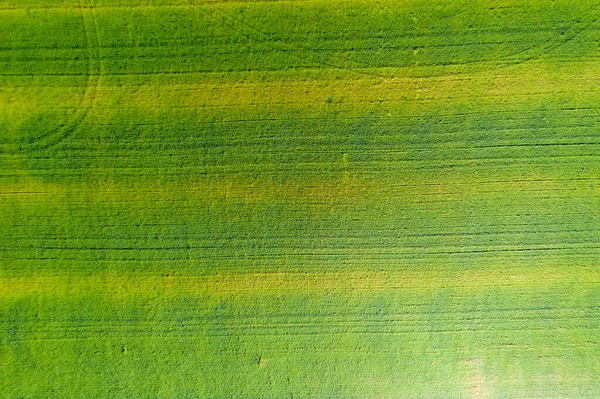 Aerial View Field Green Grass Few Trees Road Agriculture Farm — Stock Photo, Image