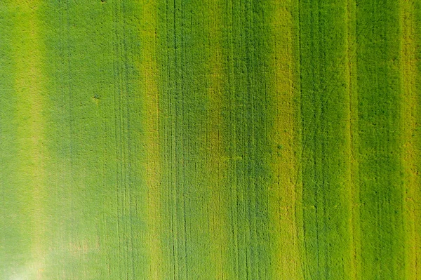 Letecký Pohled Pole Zelenou Trávou Několika Stromy Podél Silnice Zemědělská — Stock fotografie