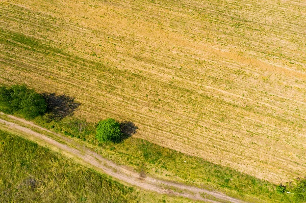 전나무 여름철의 들판을 가로지르는 시골길의 공중에서 바라본 — 스톡 사진