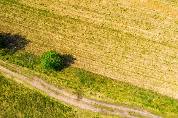 Vista Aérea Superior Uma Estrada Rural Através Uma Floresta Abeto — Fotografia de Stock