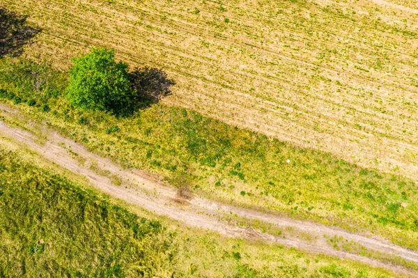 Vue Aérienne Une Route Campagne Travers Une Forêt Sapins Champ — Photo