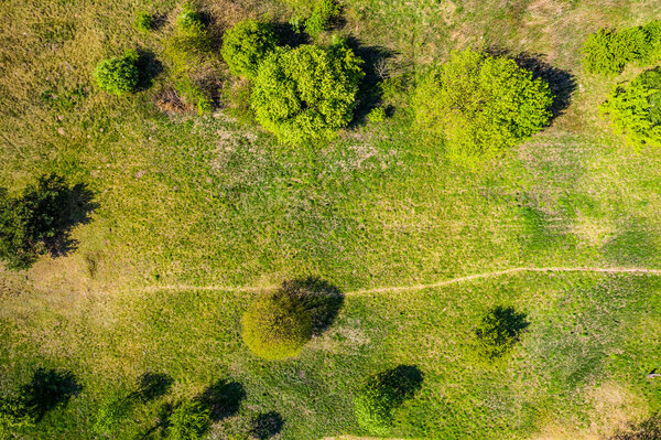 Top view aerial shot of green field with grass and trees