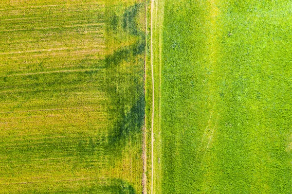 Vista Aérea Campo Com Grama Verde Poucas Árvores Longo Uma — Fotografia de Stock