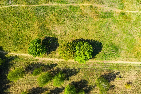 Hava Fotoğrafçılığı Bir Drondan Köknar Ormanının Ortasında Toprak Bir Yol — Stok fotoğraf