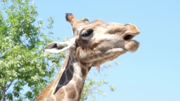 Funny giraffe in national park — Stock video