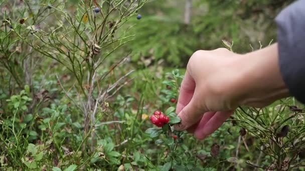 Zbieranie jagód w lesie. Finlandia. — Wideo stockowe