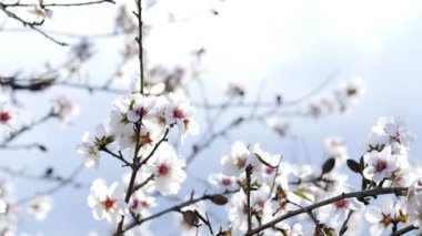 Bahar. Çiçekli ağaç. İspanya yabani badem çiçekleri