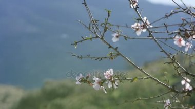 Bahar. Çiçekli ağaç. İspanya yabani badem çiçekleri