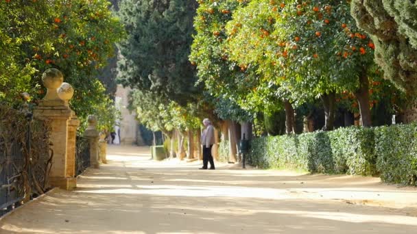 Hombre soltero caminando en el jardín — Vídeos de Stock