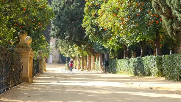 Mujer soltera caminando en el jardín naranja — Vídeos de Stock