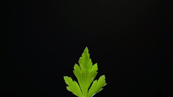 Green leaf on the black background — Stock Video