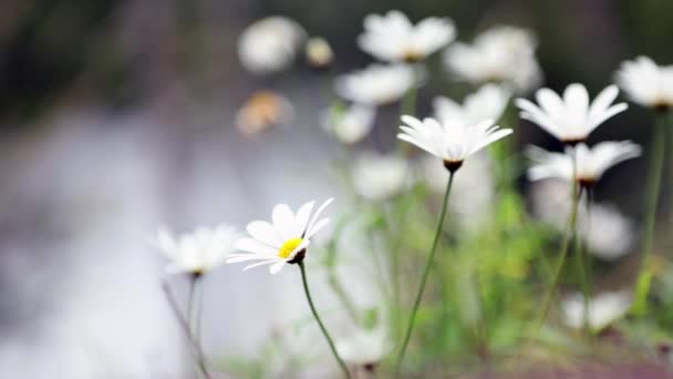 Квіти ромашки на літньому полі — стокове відео