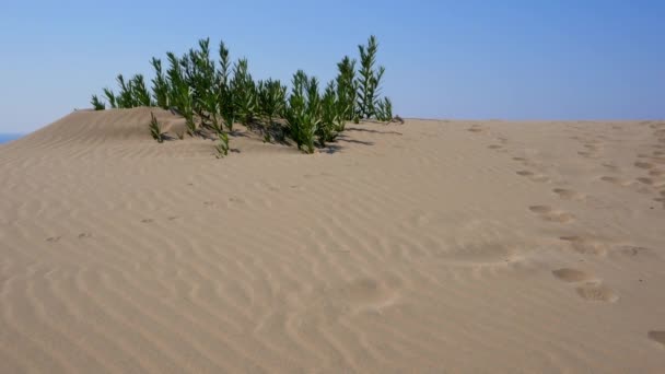 Oasis en el desierto — Vídeos de Stock