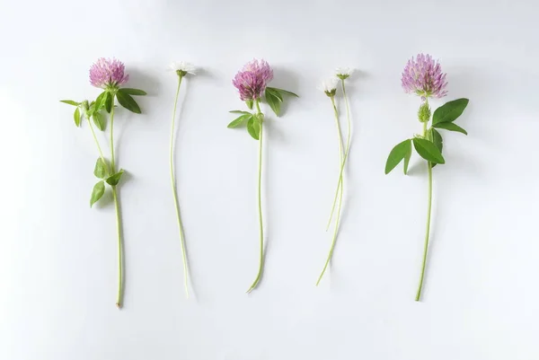 Wild flowers on white background, top view