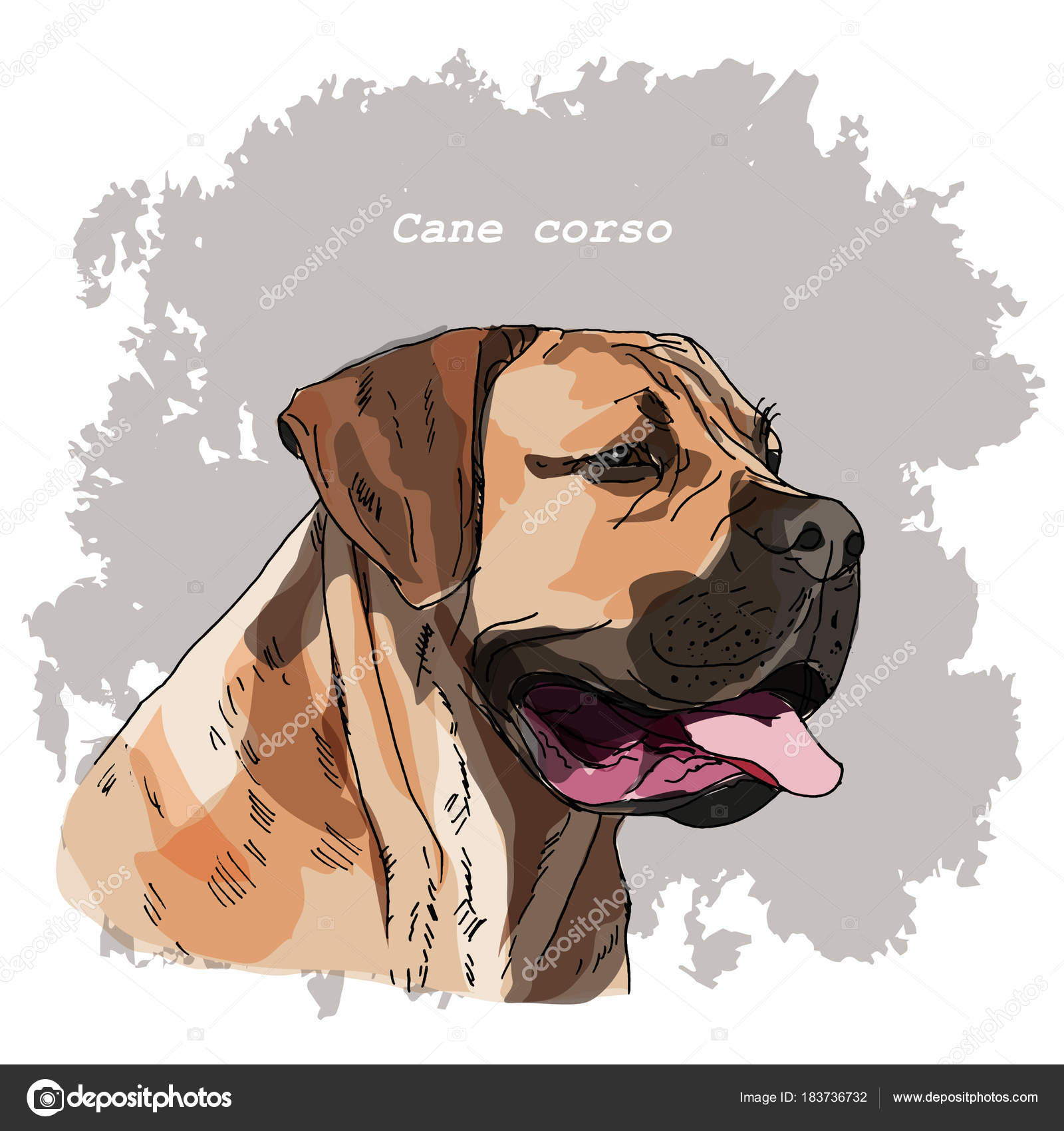 Races Collection Chiens Cane Corso Des Croquis Dessinés