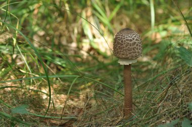 Yenilebilir mantarlar. Hassasiyet. Tabaklara ilave. Sonbahar mantarı toplama