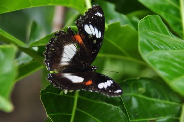 Renkli tropikal kelebek. Endonezya Java.