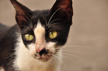 Bir kedi portresi. Vahşi gözleri ve uzun bıyık.