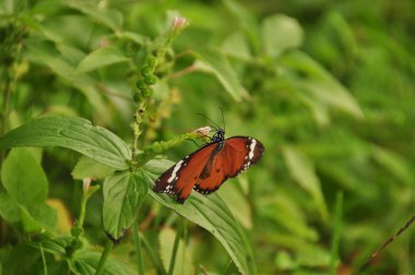 Renkli tropikal kelebek. Endonezya Java.