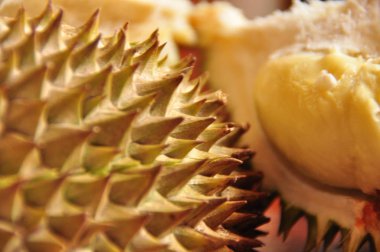 Durian dikenli kabuk. Endonezya Java.