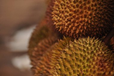 Durian dikenli kabuk. Endonezya Java.