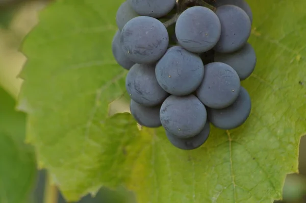 Mazzo di uva viola appeso alla vite su uno sfondo di foglie verdi . — Foto Stock