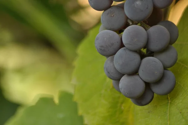 Mor üzüm asma yeşil yaprakları bir arka plan üzerinde asılı demet.