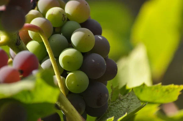 Lila druvklase hänger på vinstockar på en bakgrund av gröna blad. — Stockfoto