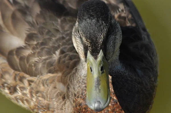 マガモ。野生の鳥は、湖に浮かぶ。動物の肖像画. — ストック写真