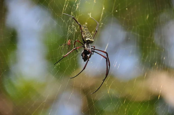 Tropical nicely colored with a spider on the network. Indonesia. Java. — Stock Photo, Image