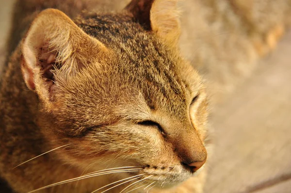 猫の肖像画。野生の目と長いひげ. — ストック写真