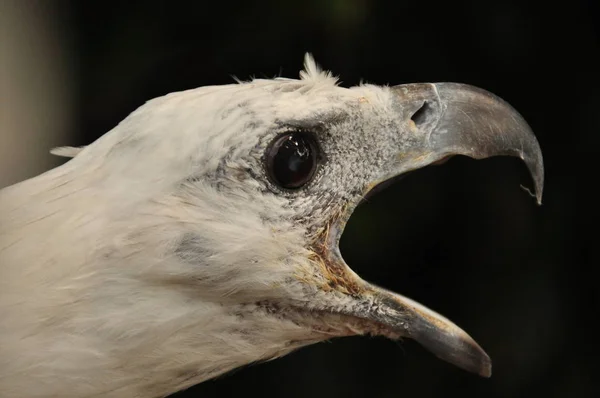 Portrait of a white-bellied sea eagle trapped in a cage. Indonesia, Java. — Stock Photo, Image