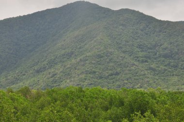 Endonezya ormanda. Java. Ağaç ferns ve palmiye ağaçları tropik boka eteklerinde.