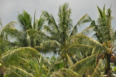 Endonezya ormanda. Java. Ağaç ferns ve palmiye ağaçları tropik boka eteklerinde.