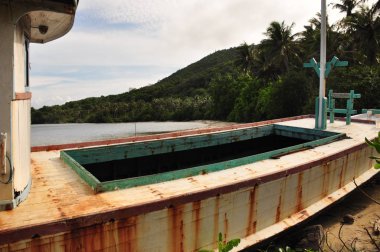 Endonezya ormanda. Java. Ağaç ferns ve palmiye ağaçları tropik boka eteklerinde.