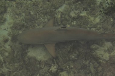 Java denizde yüzen köpekbalığı. Karimunjawa. Endonezya.